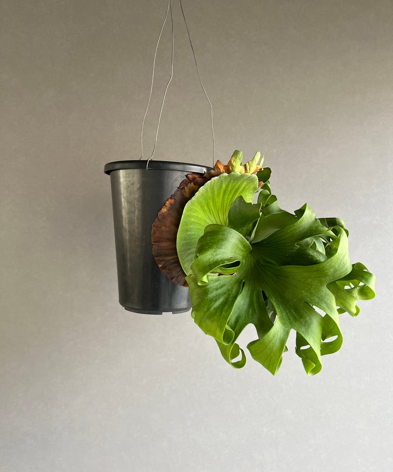 ビカクシダ　P. 'Surinarium' スリナリウム　レア品種　大株 P surinarium suporeling(P coronarium × P wandae) @bikamori com