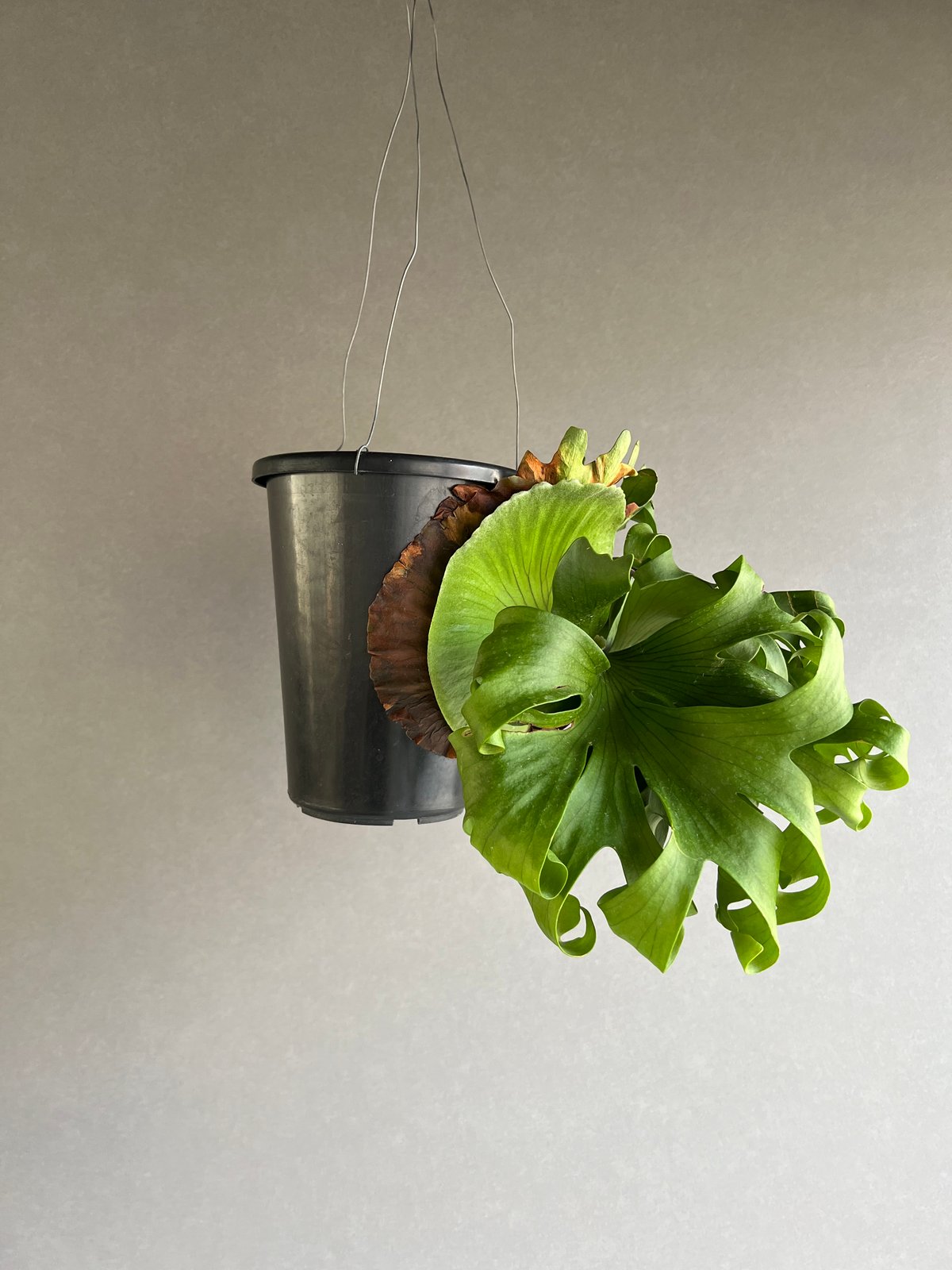 ビカクシダ　P. 'Surinarium' スリナリウム　レア品種　大株 fit=scale-down,w=1200