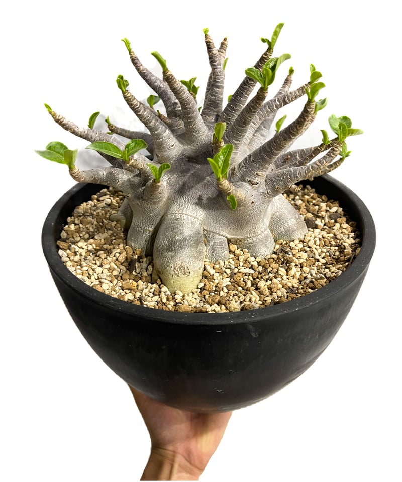 HybridALPHA 3/8-11山　カムイオリジナルＳ HybridALPHA 3/8-11山 カムイオリジナルS