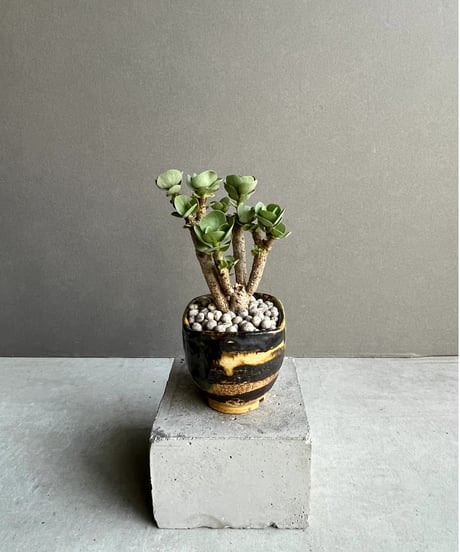 CATEGORY Plants | SHOUCHIKUEN