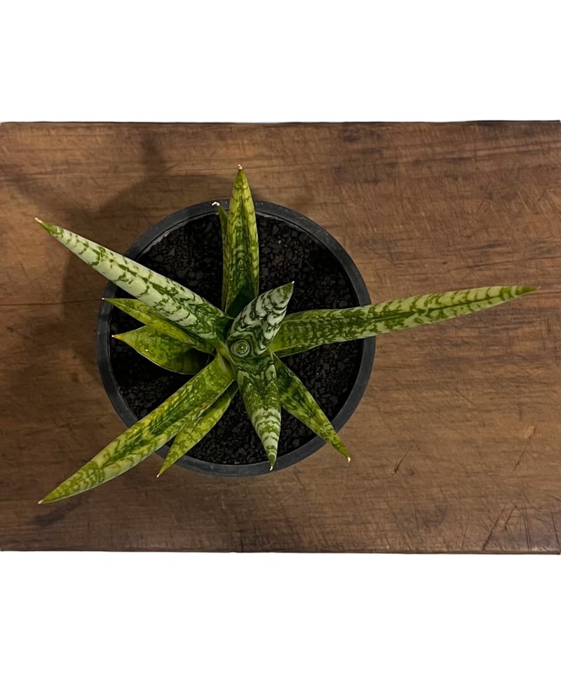 サンスベリア Sansevieria Zebra サンセベリア ゼブラ 「Sansevieria Zebra (by Unyamanee Gar
