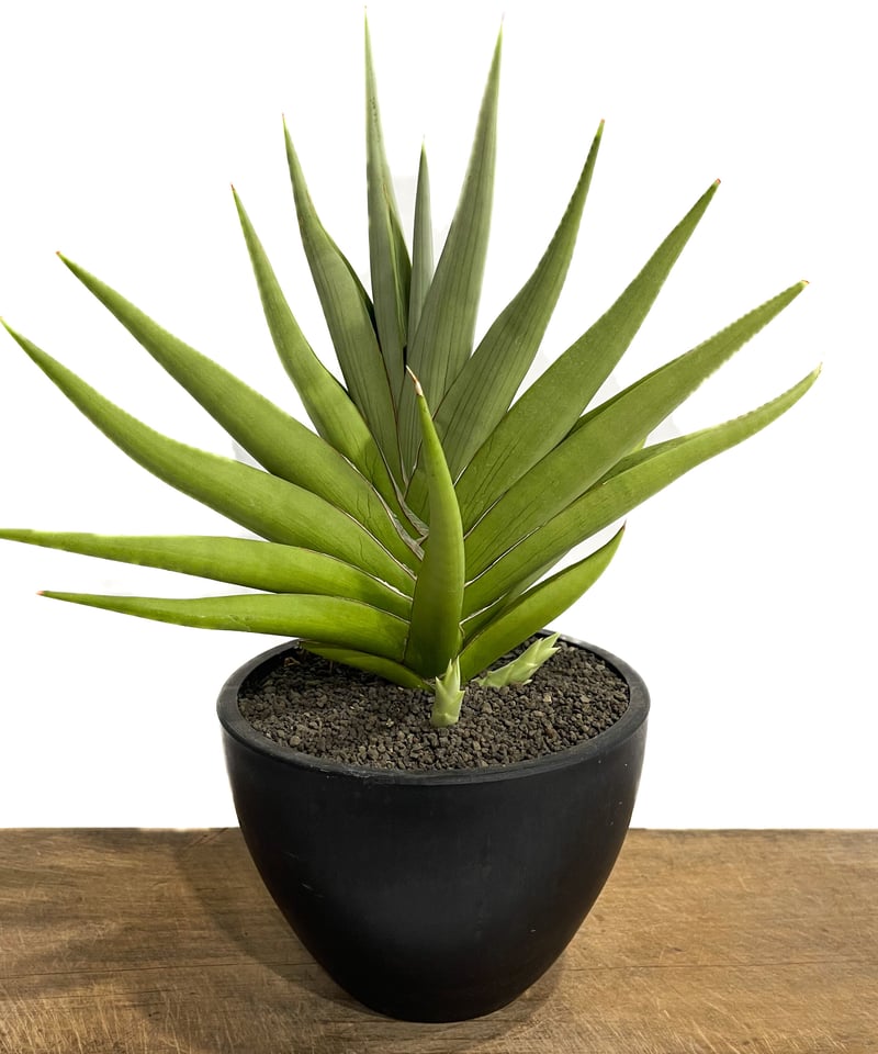 サンセベリア　チャニン　子株付き 期間限定10％OFF！】サンスベリア 3号 チャニン Chanin（子株）生産鉢
