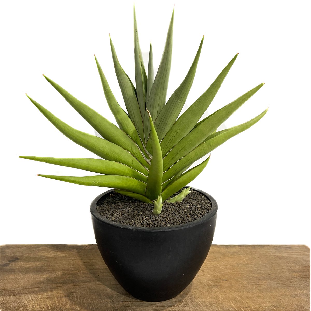 サンセベリア チャニン「Sansevieria Chanin(by Unyamanee Gar サンセベリア チャニン「Sansevieria Chanin(by Unyamanee Gar