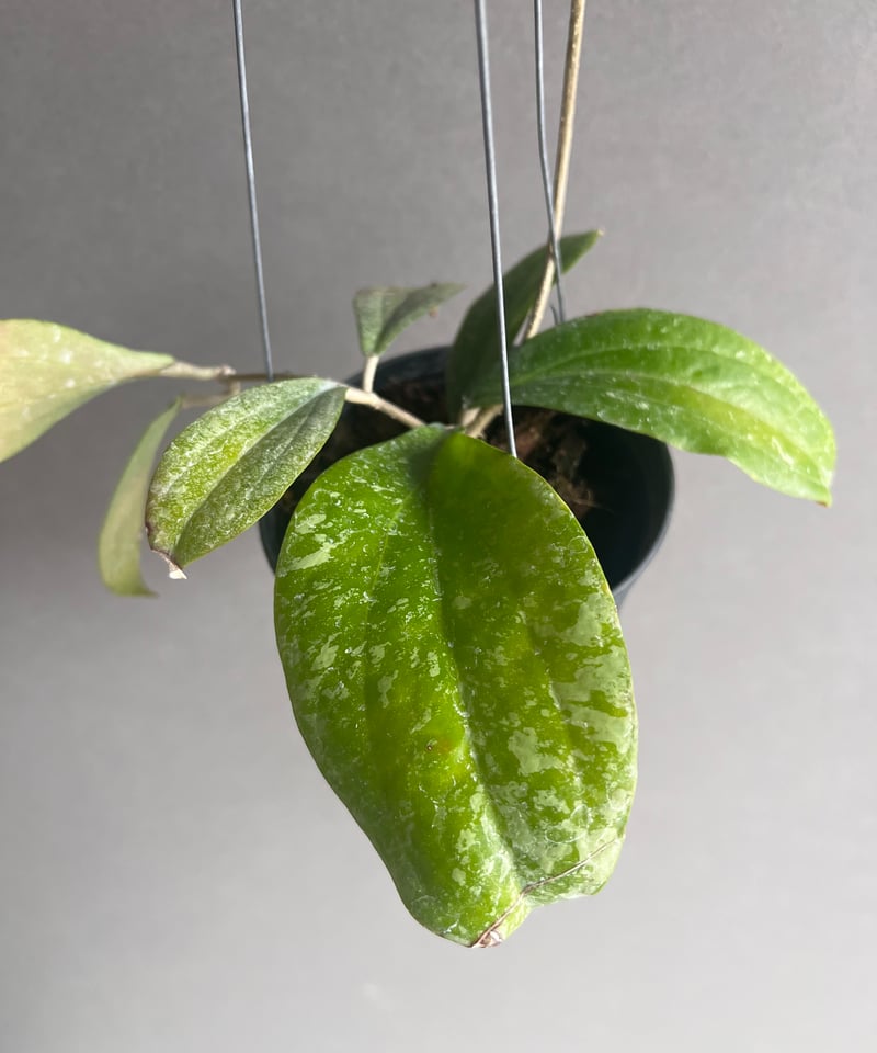 ホヤ エリスリナ スプラッシュ 「Hoya erythrina splash」16V ホヤ エリスリナ スプラッシュ 「Hoya erythrina splash」16V