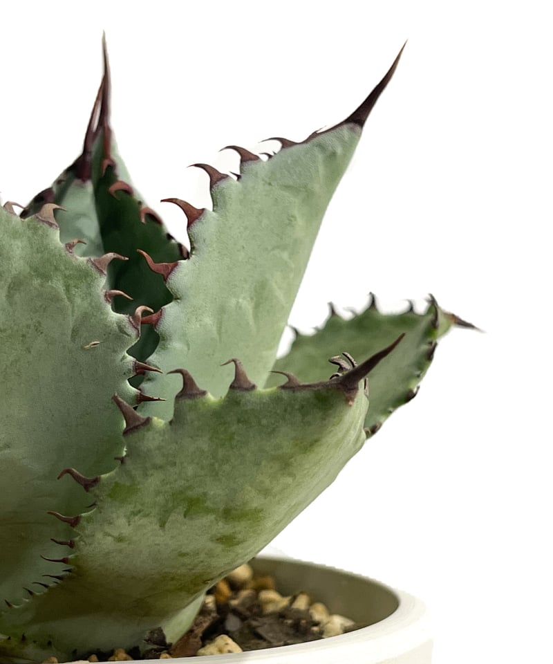 アガベ　パルメリー アガベ・パルメリー 5号ロングポット | | アガベ