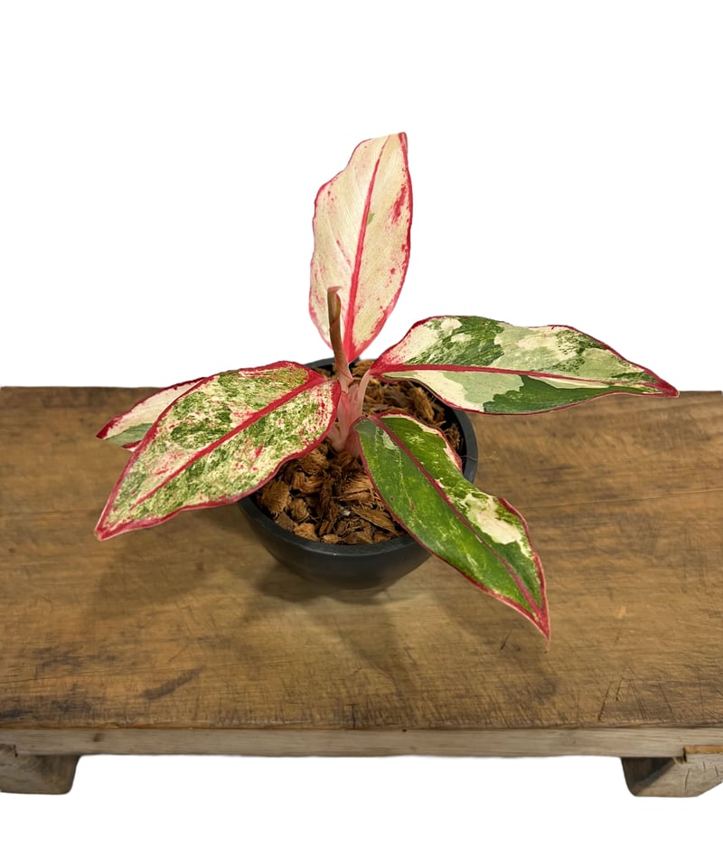 アグラオネマ サイアム オーロラ 斑入 「Aglaonema Siam Aurora
