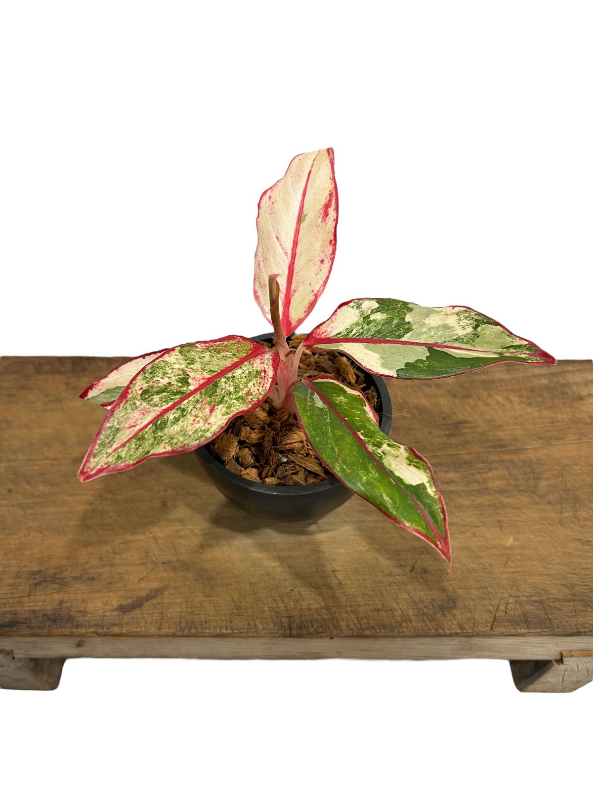 アグラオネマ サイアム オーロラ 斑入 「Aglaonema Siam Aurora