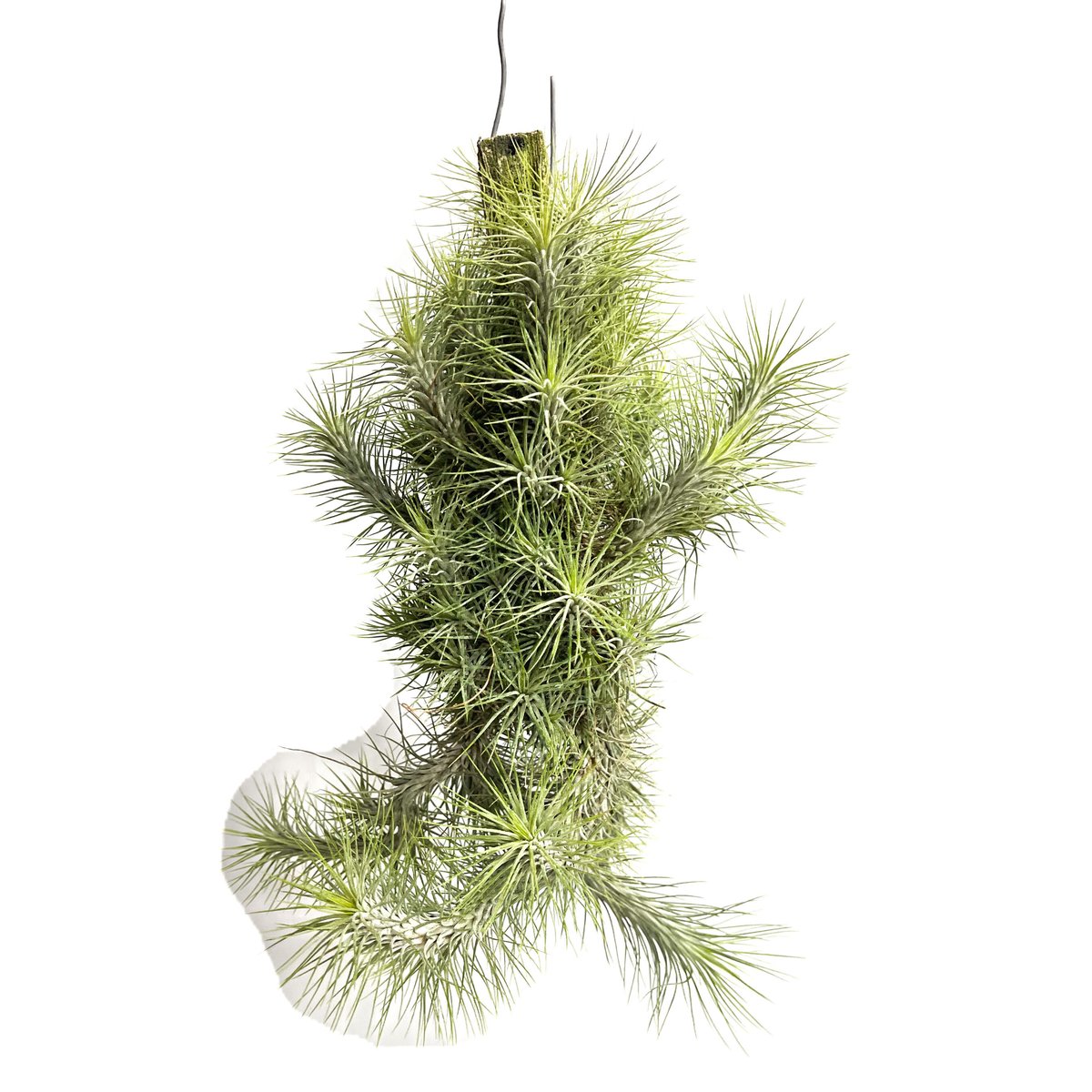 ティランジア フンキアナ クランプ ②「Tillandsia funckiana」12/9 |