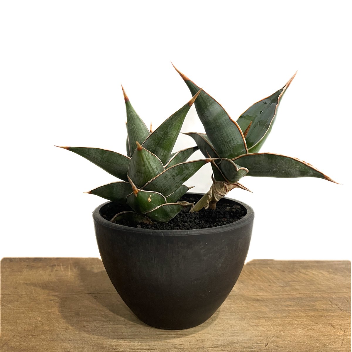 サンセベリア ピングイキュラ「Sansevieria pinguicula」34F-2