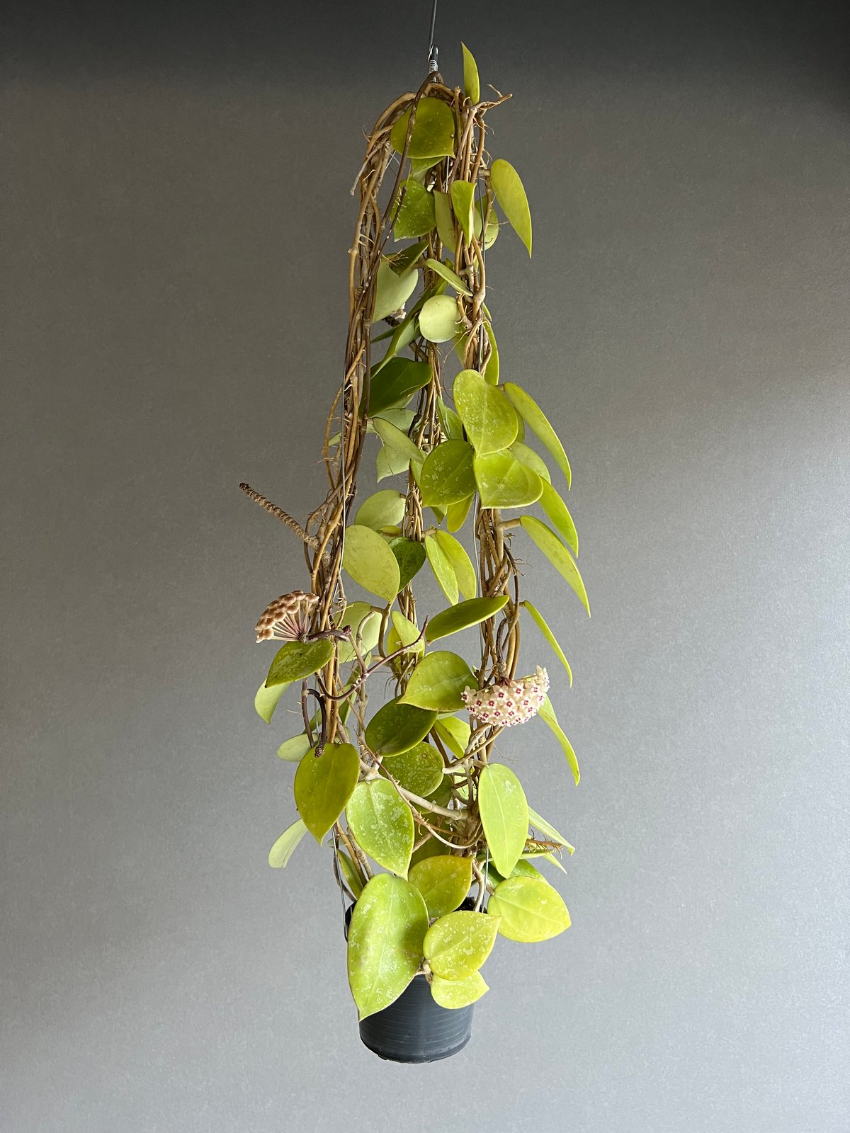 39 アンスリウム　ポルティアエ×SP ナポ　激激レア　フリフリ　フラットイヤ 39 アンスリウム ポルティアエ×SP ナポ 激激レア フリフリ