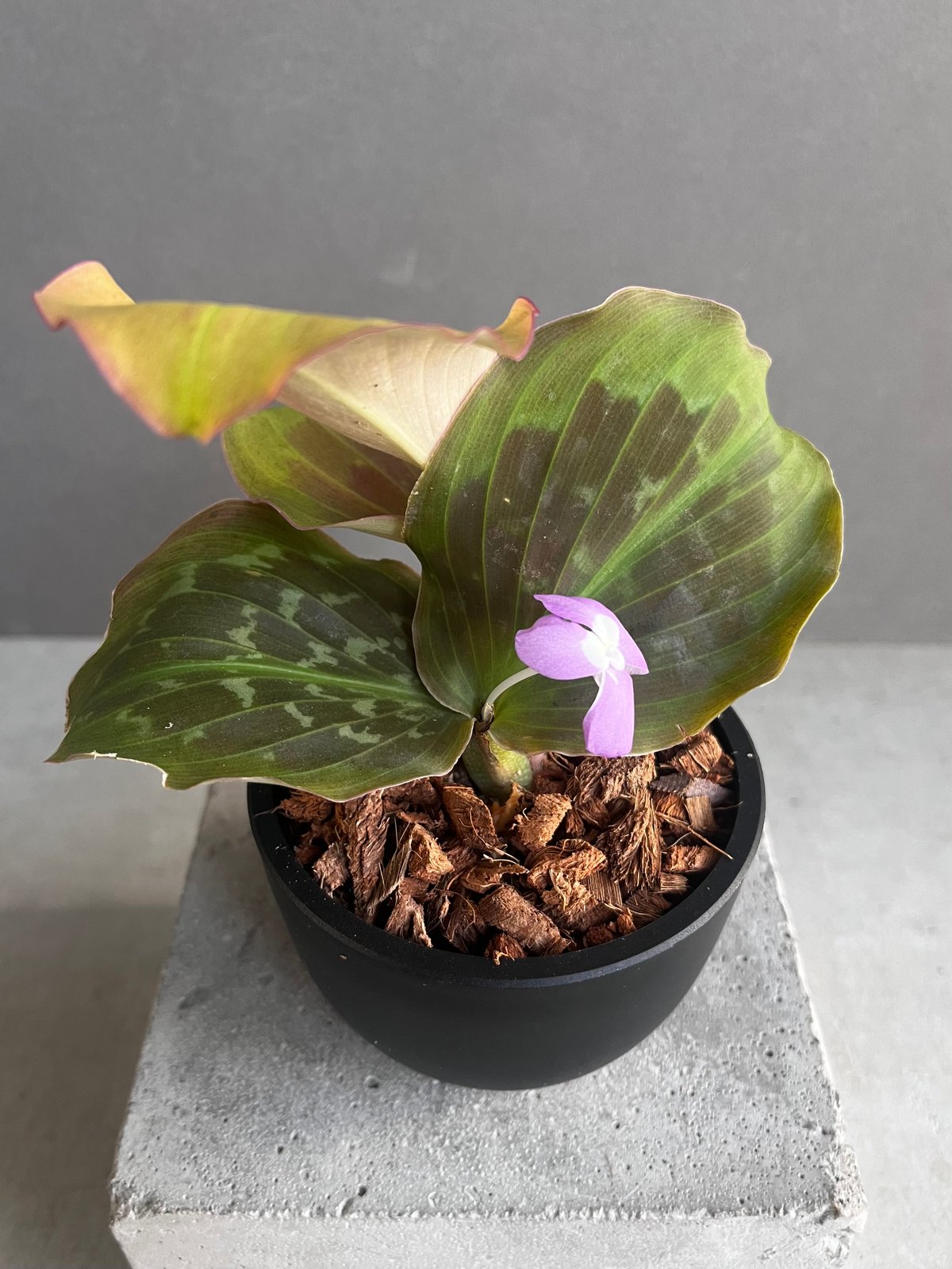 ケンフェリア プルクラ ピンク 斑入 「Kaempferia pulchra Pink