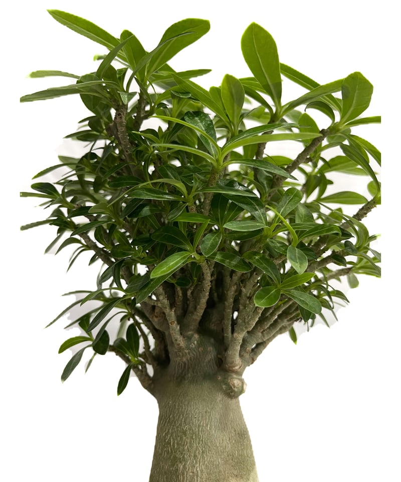 アデニウム オベスム Adenium obesum アデニウム オベスム “選抜個体”「Adenium obesum “Select