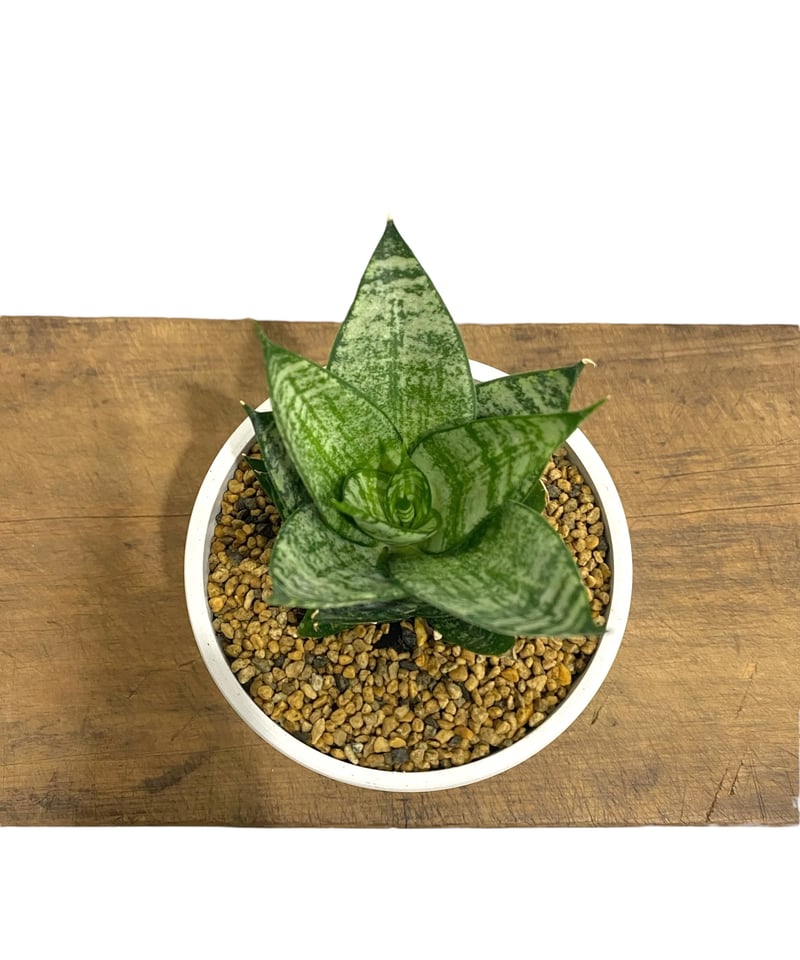 サンセベリア エーレンデル 「Sansevieria Ehrendel」14P | SHOUC