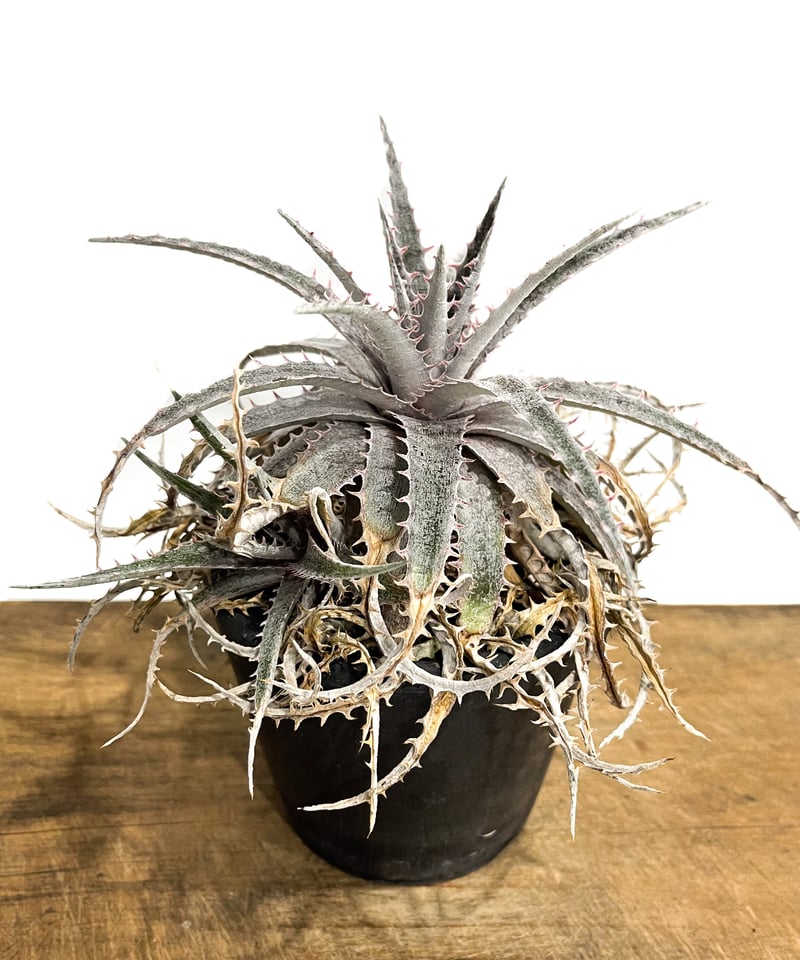 ディッキア ワーレン×マーキュリー「Dyckia Warren × Mercury」9