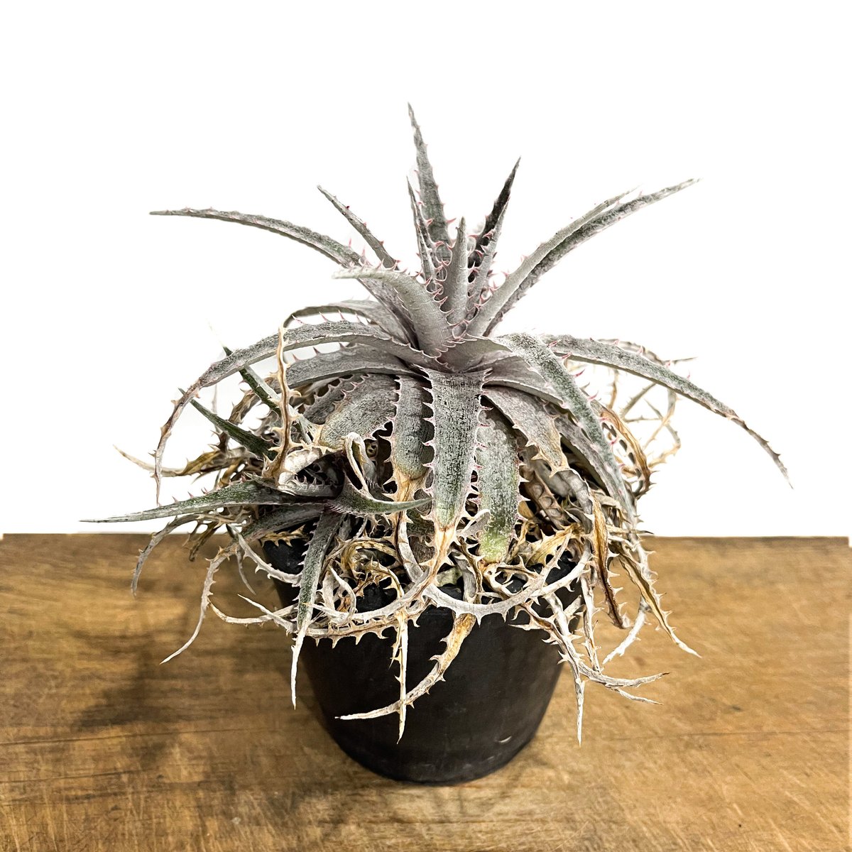 ディッキア Dyckia ‘Anne' original Richard Kaz ディッキア成長記録：ディッキア・リチャード・カズ（Dyckia