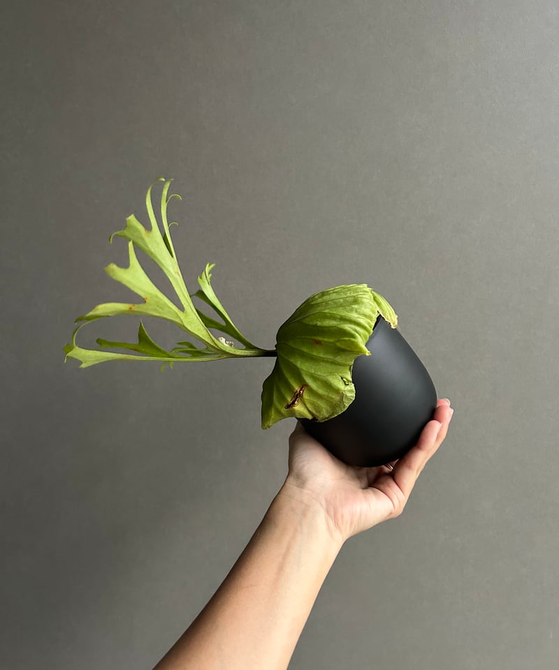 ビカクシダ リドレイ “パカラン”「Platycerium ridleyi “Pakarang