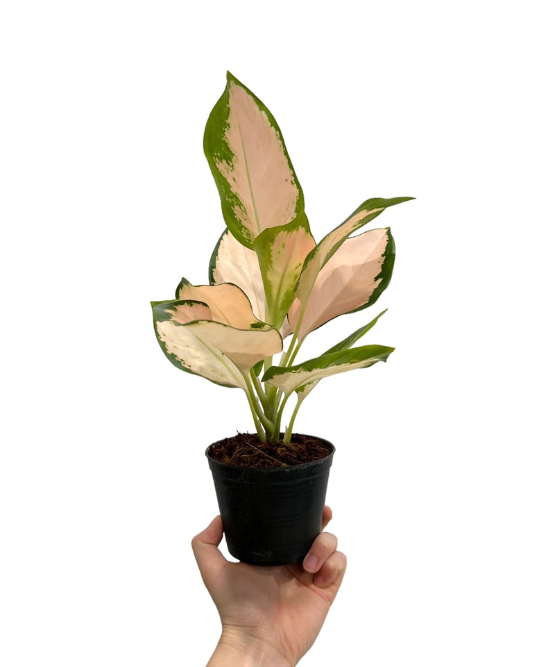 アグラオネマ コーチン ピーチ 「Aglaonema Cochin Peach」51L | S