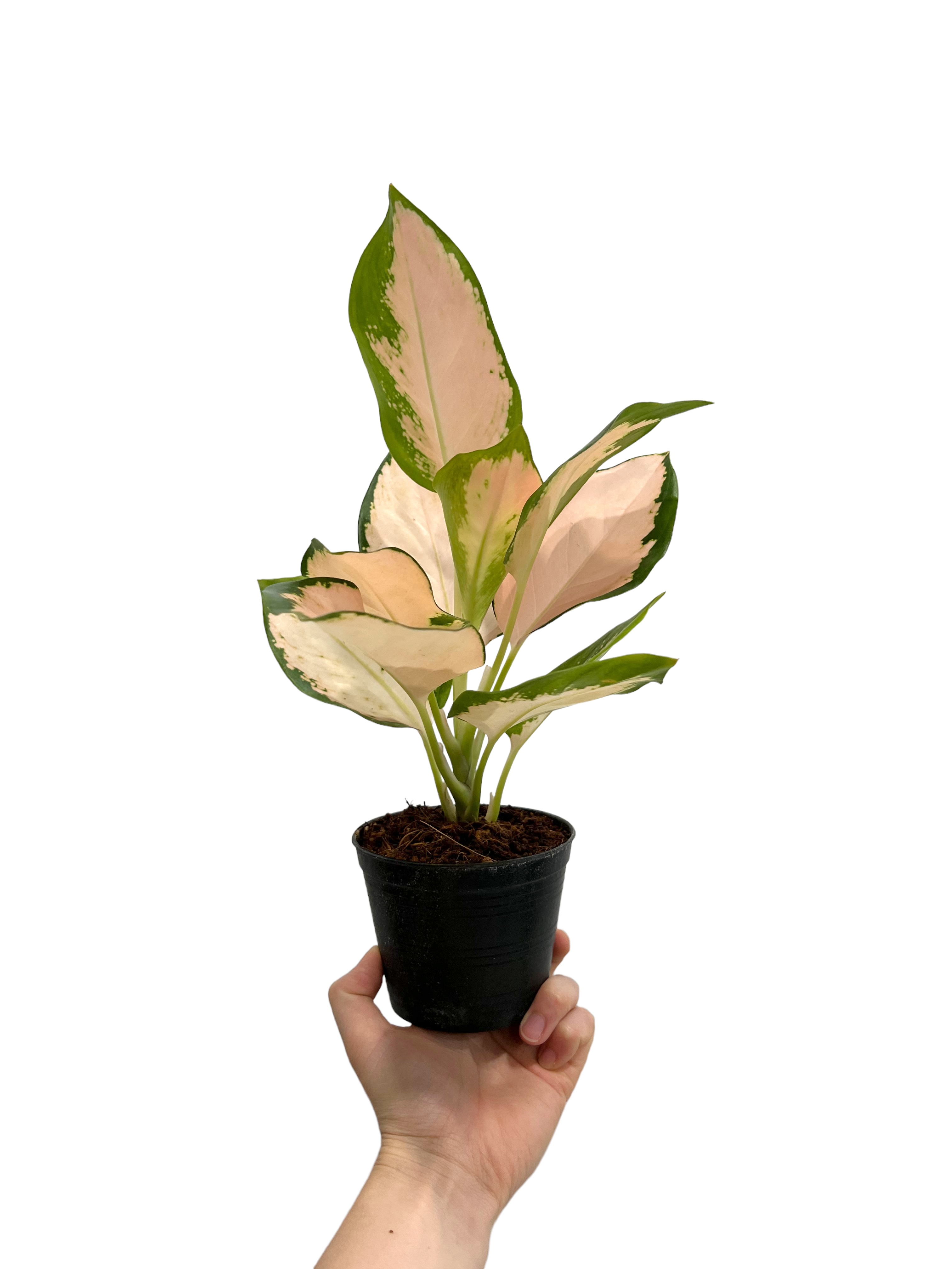 アグラオネマ コーチン ピーチ 「Aglaonema Cochin Peach」51L | S