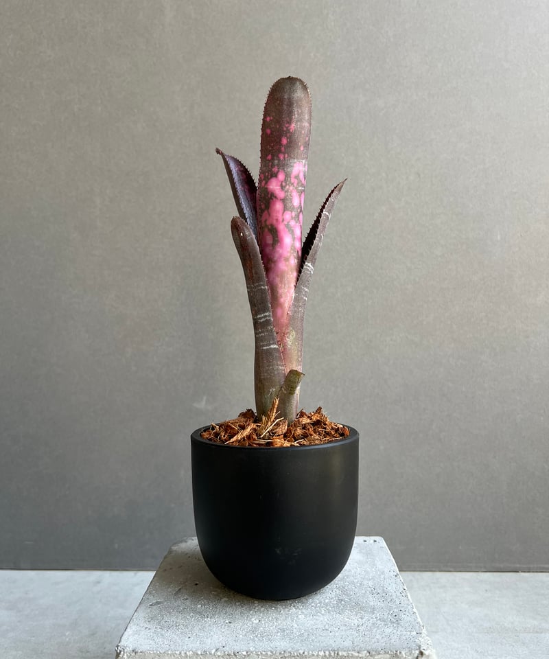 ブロメリア・エアープランツ Billbergia 'Incendiary delight' B0189 Billbergia ´Incendiary delight´ B0190