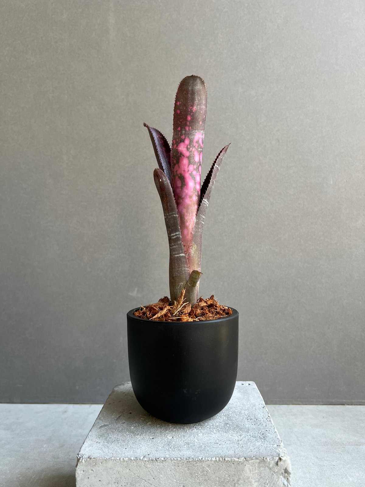 ビルベルギア インセンディアリー デライト 「Billbergia Incendiary De