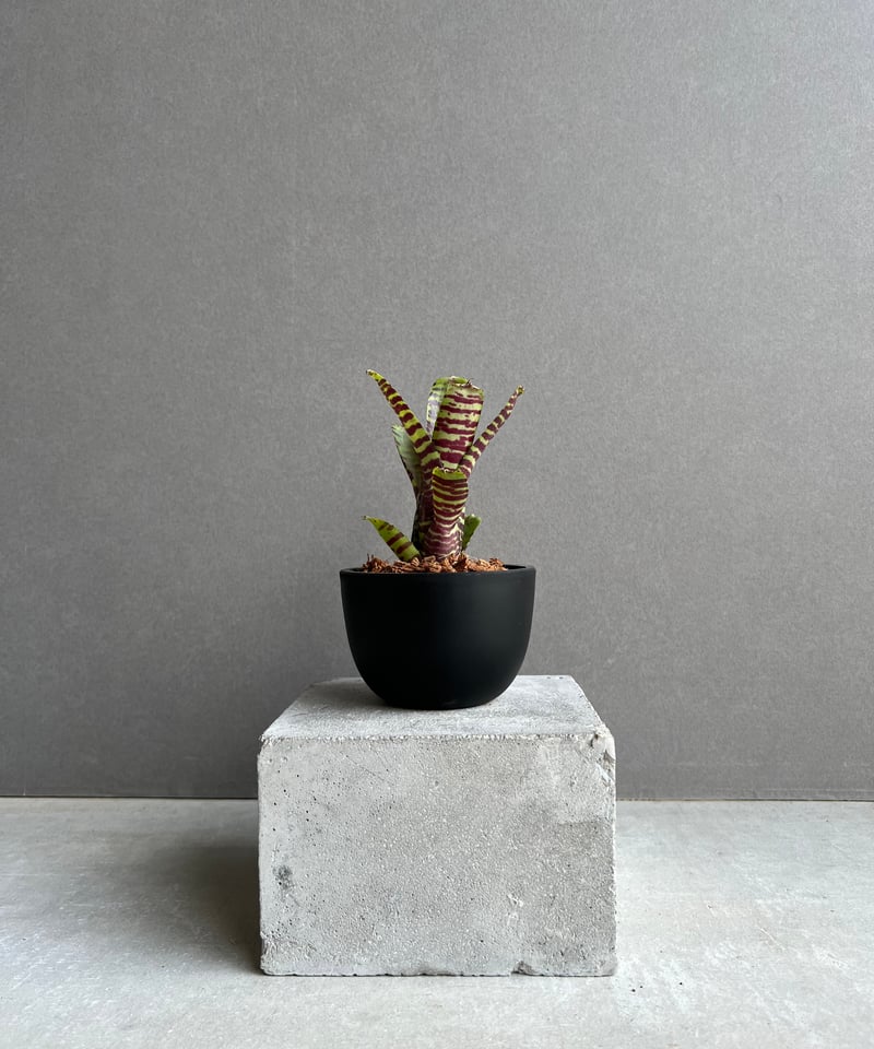 ネオレゲリア　ウィルソニアナ　ブラックフォーム　希少種 ネオレゲリア ウィルソニアナ ブラックフォーム - メルカリ