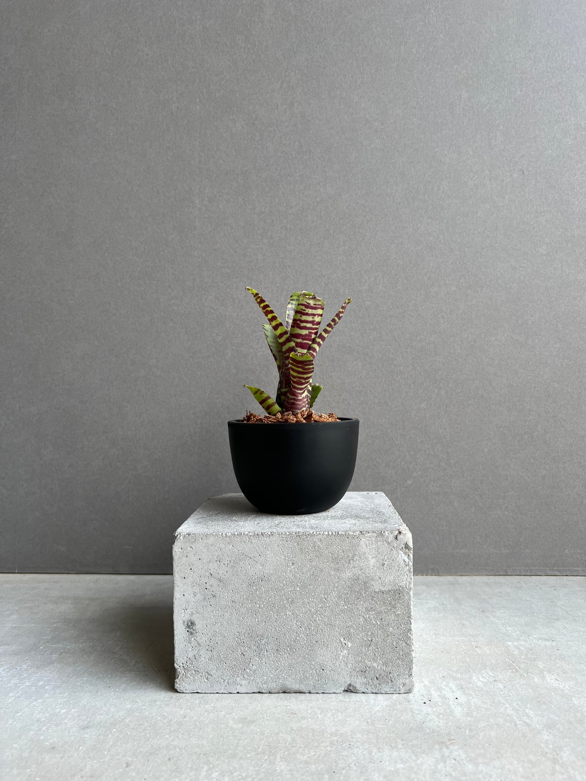 ネオレゲリア ブラック ホール 「Neoregelia Black Hole」88D | SH