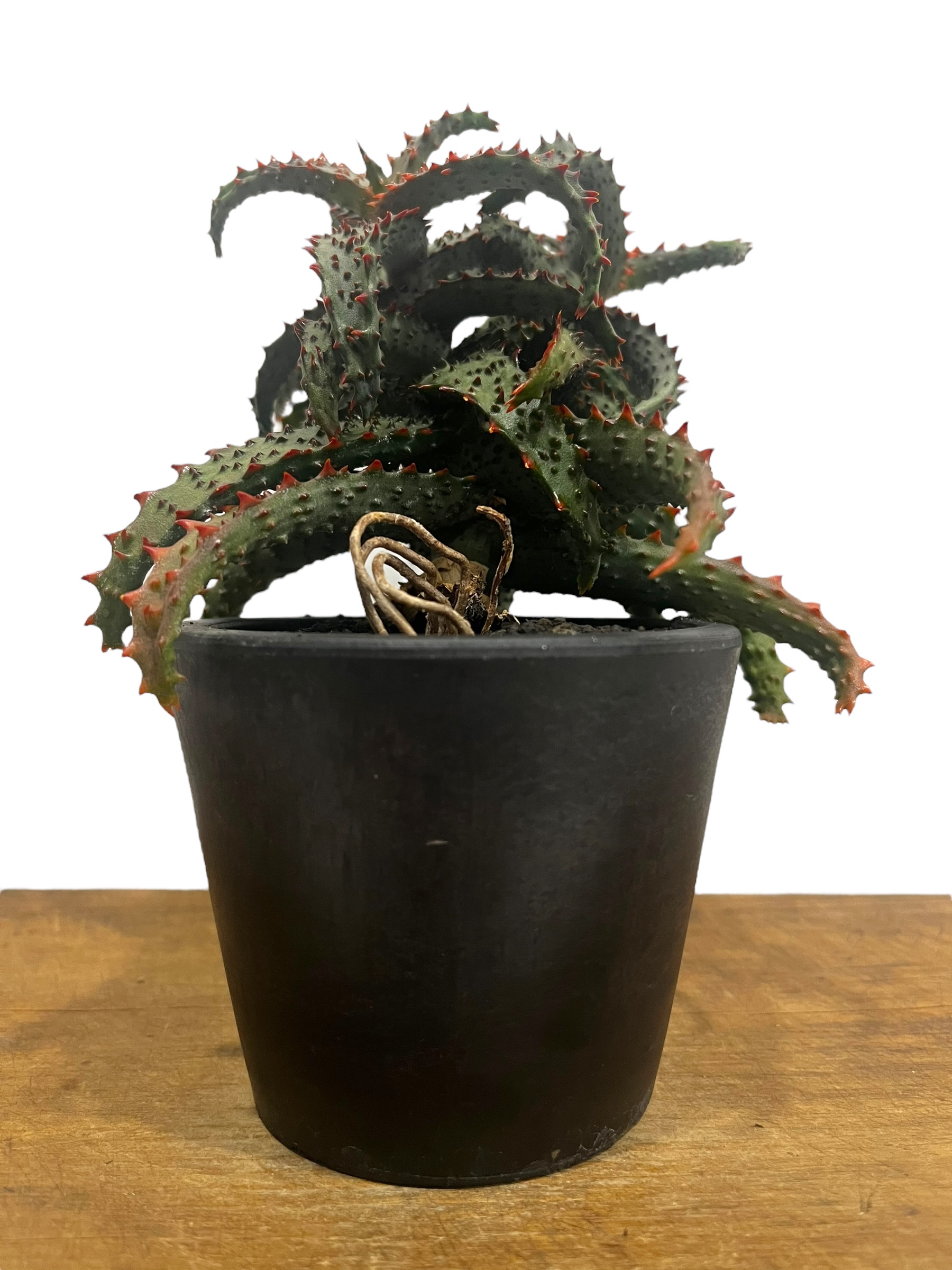 アロエ ハイブリッド “選抜個体” 「Aloe Hybrid “Select”」56U | S