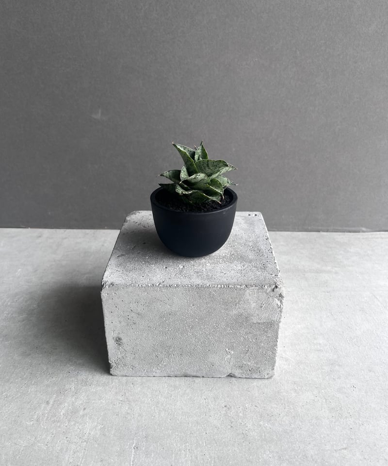 サンセベリア スサノオ 「Sansevieria Susano 'O' (by Unyaman