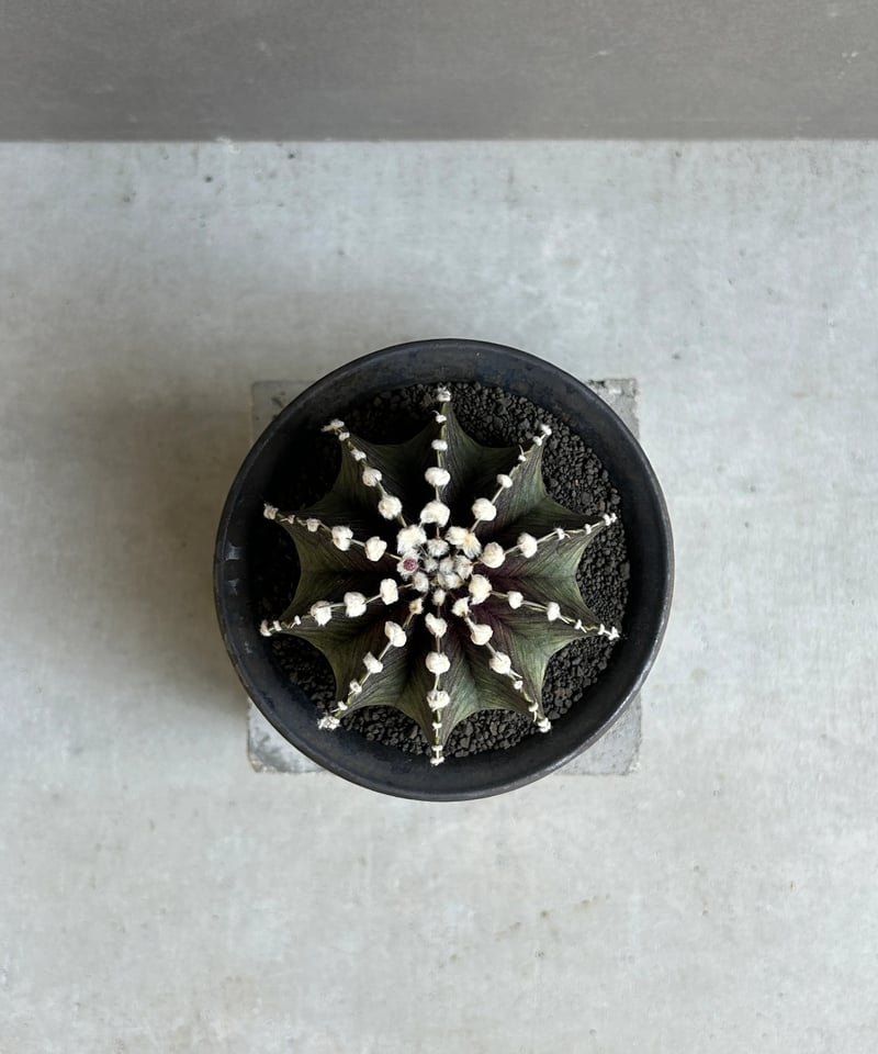 キムキム 1年半ぶりにギムノカリキウム・緋牡丹錦（LB2178交配錦）を植え