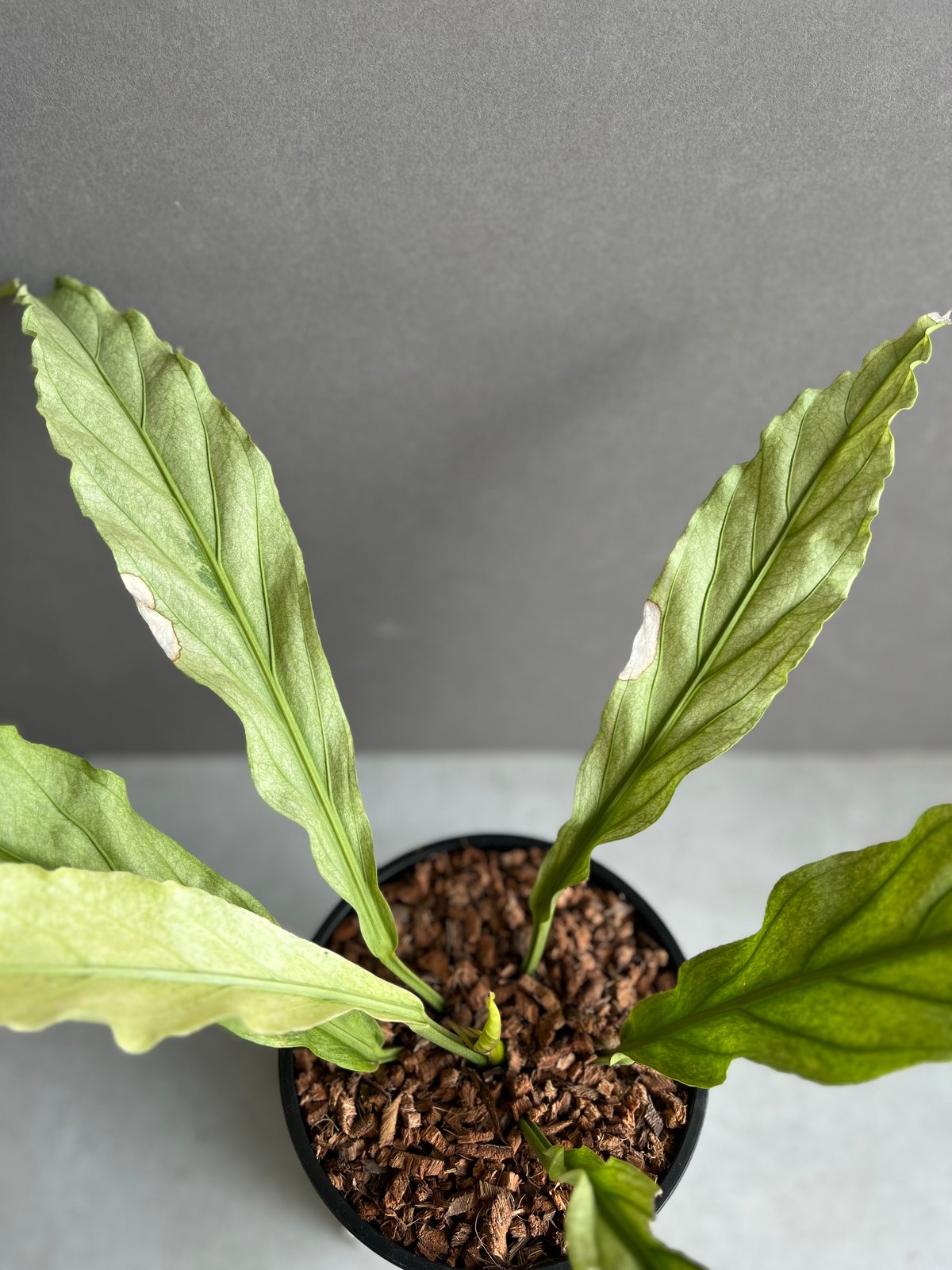 アンスリウム プロウマニー ミント 斑入 「Anthurium Plowmanii Mint