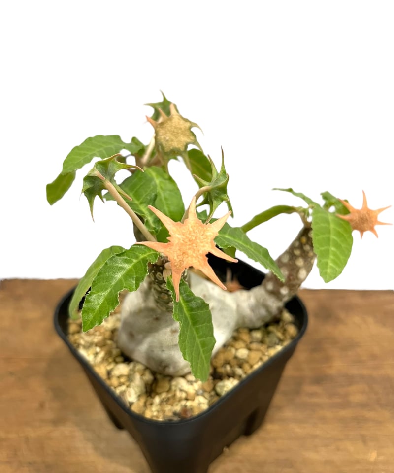 ドルステニア フォエチダ “多頭タイプ” 「Dorstenia foetida