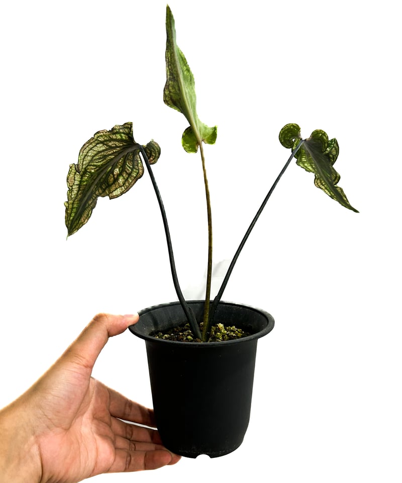 カラジウム ブラック バンブー「Caladium Black Bamboo」7/21-55A