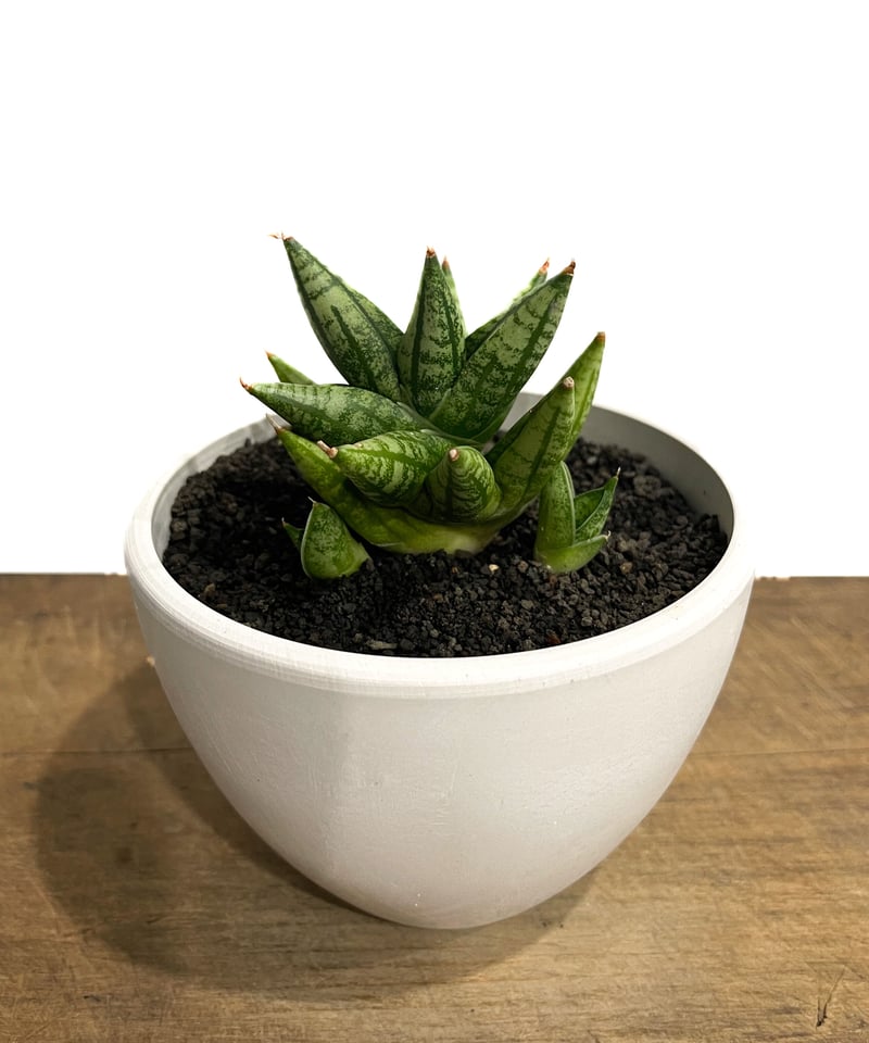 サンセベリア ミン マニー 「Sansevieria Ming Manee by Unyama