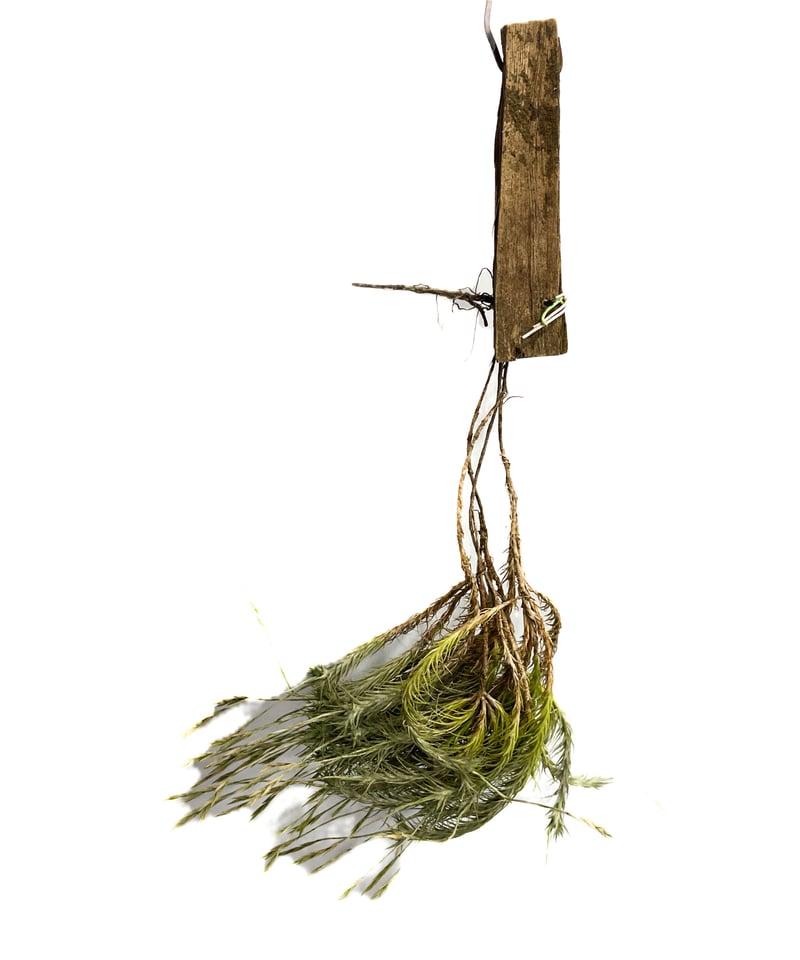 ティランジア トリコレピス「Tillandsia tricholepis」8/1-15B-2