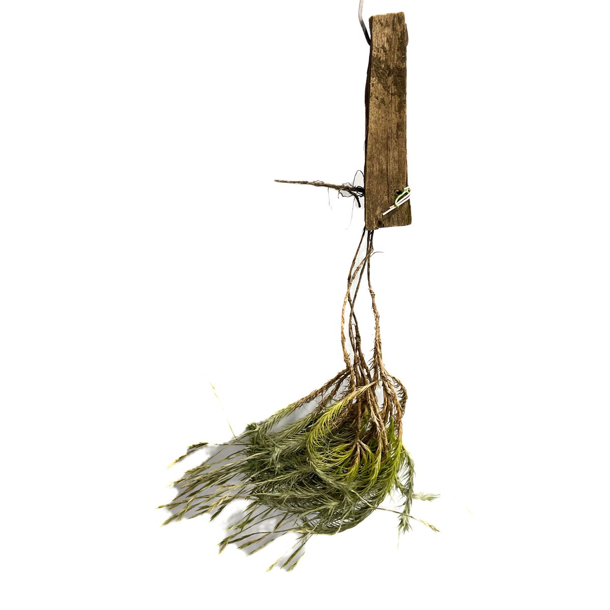 (激レア)チランジア　トリコレピス　クローズドフォーム　タイ便 楽天市場】チランジア トリコレピス (エアープランツ ティランジア