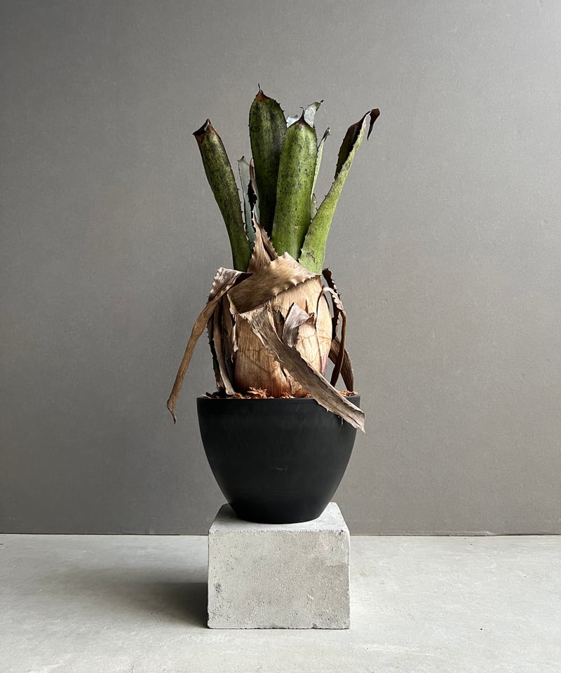 ブロメリア・エアープランツ Hohenbergia leopoldo-horstii x sp.357 ホヘンベルギア レオポルド ホルスティ x sp 357 「Hohenbergia