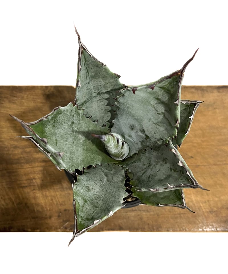 アガベ コロラータ「Agave colorata」10/13 | SHOUCHIKUEN