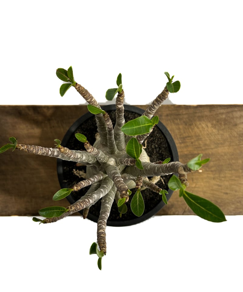 アデニウム アラビカム ハイブリッド 「Adenium arabicum hybrid 」3/
