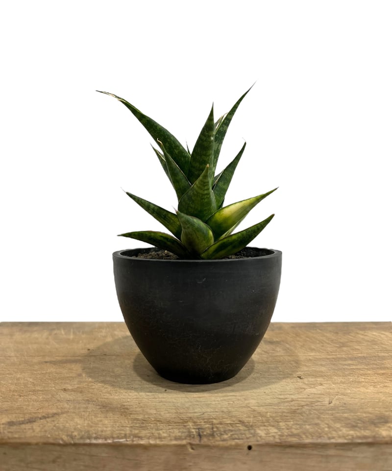 サンスベリア マニーパッキャオ 斑入 サンセベリア マニー パッキャオ 斑入 Sansevieria Manny Pacquiao