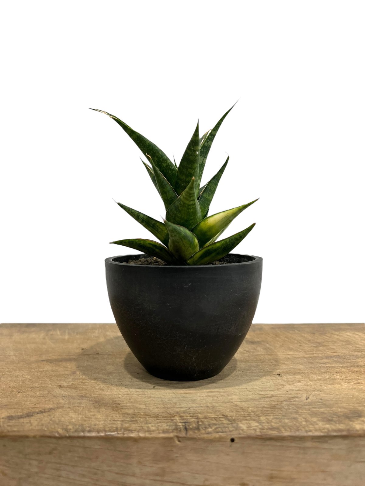 サンスベリア マニーパッキャオ 斑入 サンセベリア マニー パッキャオ 斑入 Sansevieria Manny Pacquiao