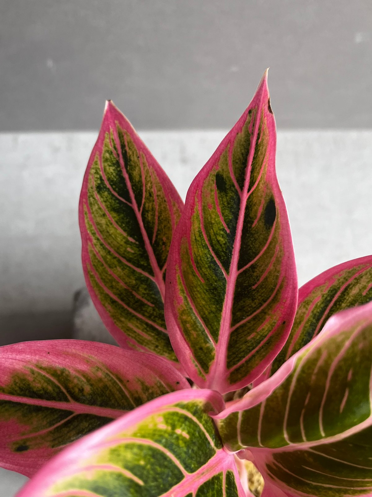 ハ*ン様 アグラオネマ　ロータスデライト Amazon｜アグラオネマ ロータス デライト「Aglaonema Lotus