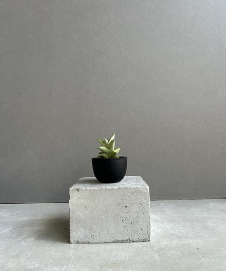 CATEGORY Plants | SHOUCHIKUEN