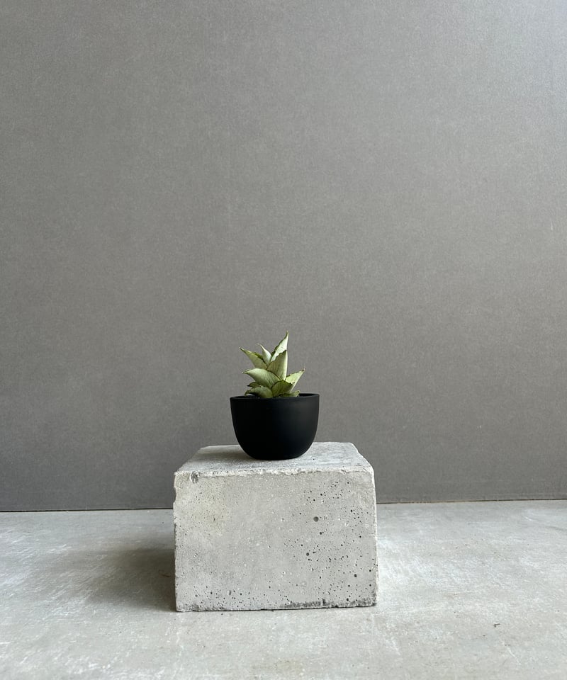 サンセベリア ブア カーオ「 Sansevieria Buakaw(by Unyamanee