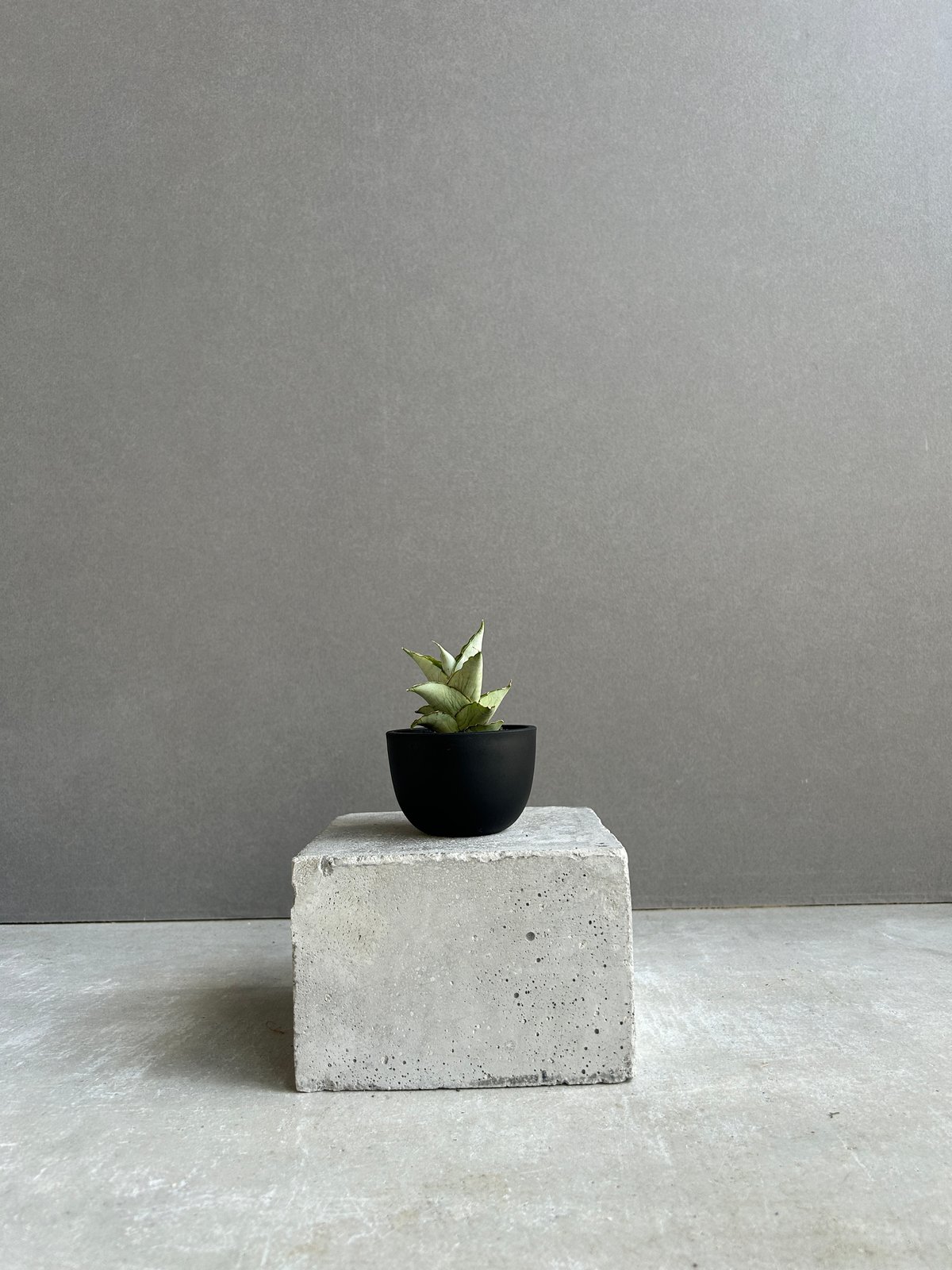 GP Sansevieria Bua Kao サンセベリア ブア カーオ サンセベリア ブア カーオ「 Sansevieria Buakaw(by Unyamanee