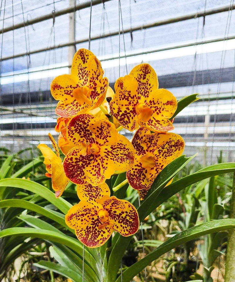 バンダ チャオプラヤ 「Vanda Chaophraya」10Q | SHOUCHIKUEN