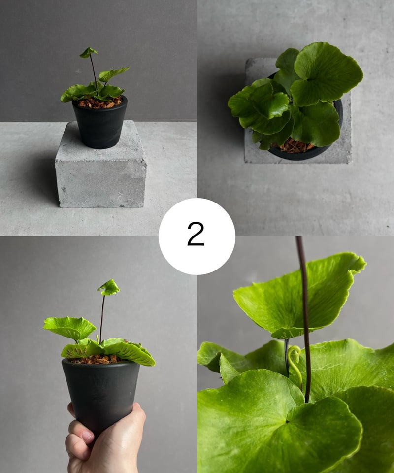 アスプレニウム デラバイ (フランチ) コペル 「Asplenium