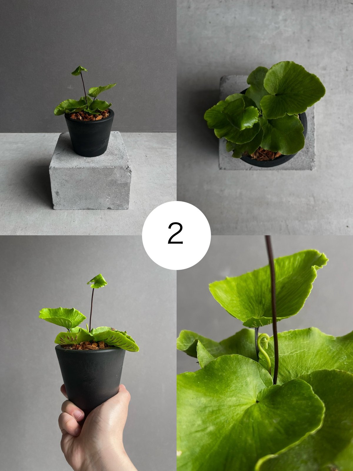 アスプレニウム デラバイ (フランチ) コペル 「Asplenium