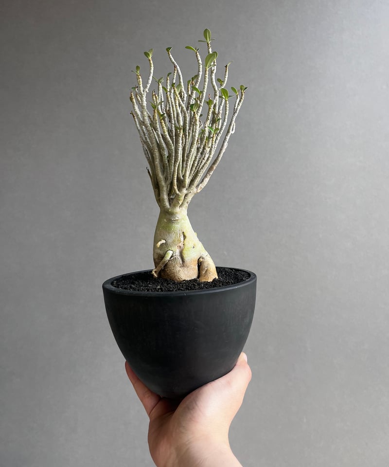 アデニウム オベスム スモールリーフ “選抜個体” 「Adenium obesum