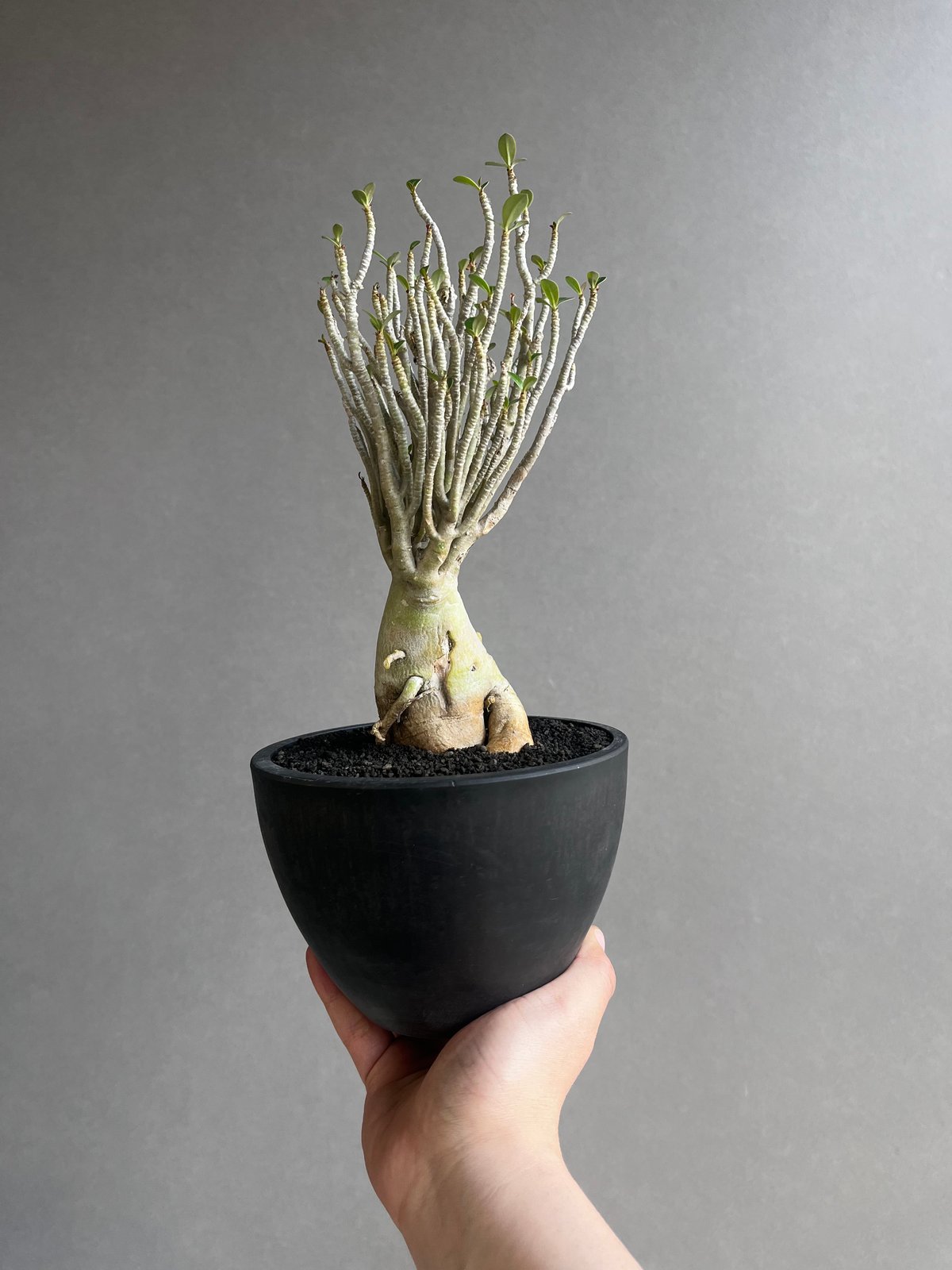 親父93　　斑入り　アデニウム・オベスム　 Adenium Ｏbesum 親父93 斑入り アデニウム・オベスム Adenium Obesum