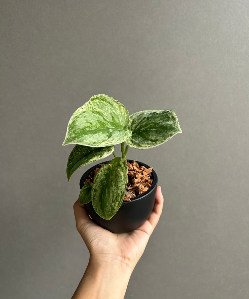 【希少】【美株】 Scindapsus Matcha スキンダプサス　抹茶 スキンダプサス エキゾチカ ホログラム ミント 「Scindapsus